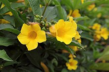 allamanda-cathartica-dwarf-discovery-brown-bud-allamanda-yellow-allamanda-golden-trumpet