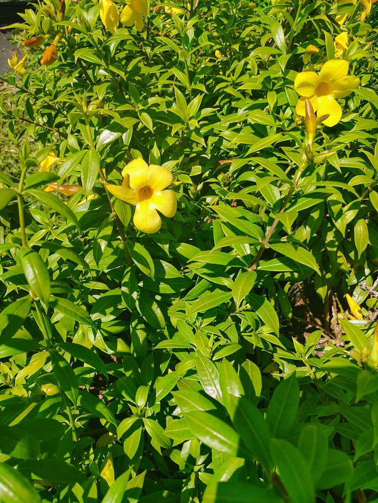 allamanda-cathartica-dwarf-discovery-brown-bud-allamanda-yellow-allamanda-golden-trumpet