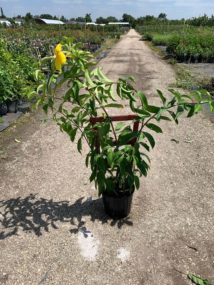 allamanda-cathartica-hendersonii-brown-bud-allamanda-yellow-allamanda-golden-trumpet