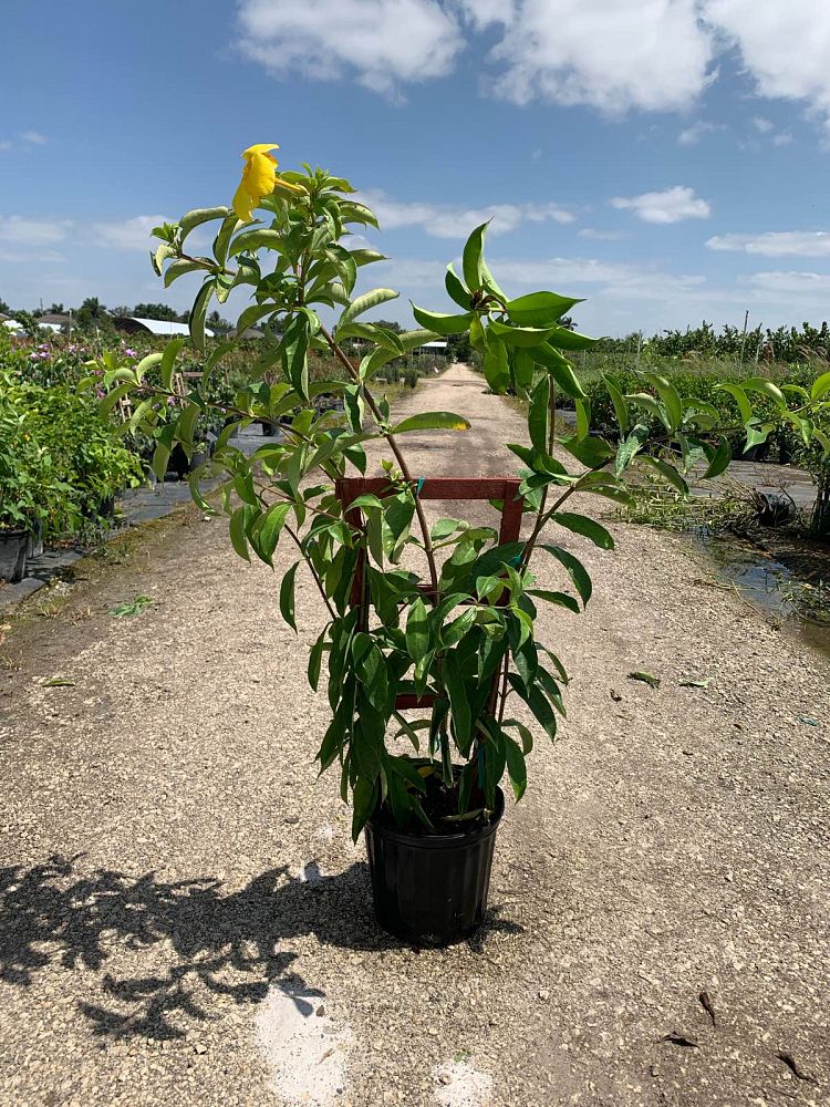 allamanda-cathartica-hendersonii-brown-bud-allamanda-yellow-allamanda-golden-trumpet