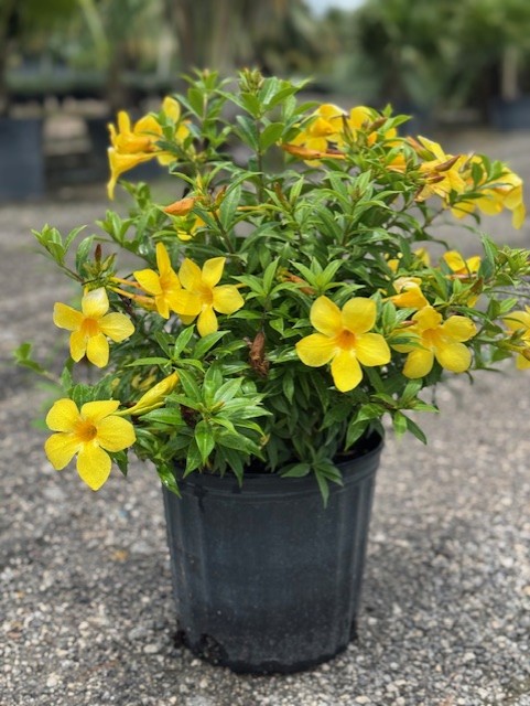 allamanda-cathartica-hendersonii-dwarf-brown-bud-allamanda-yellow-allamanda-golden-trumpet