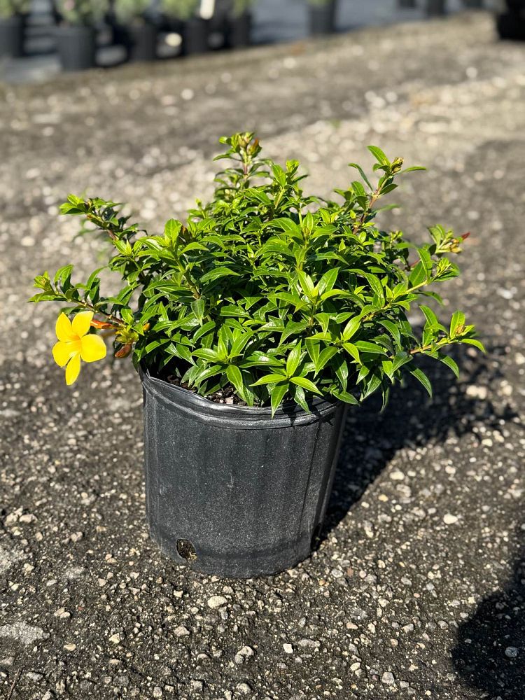 allamanda-cathartica-hendersonii-dwarf-brown-bud-allamanda-yellow-allamanda-golden-trumpet