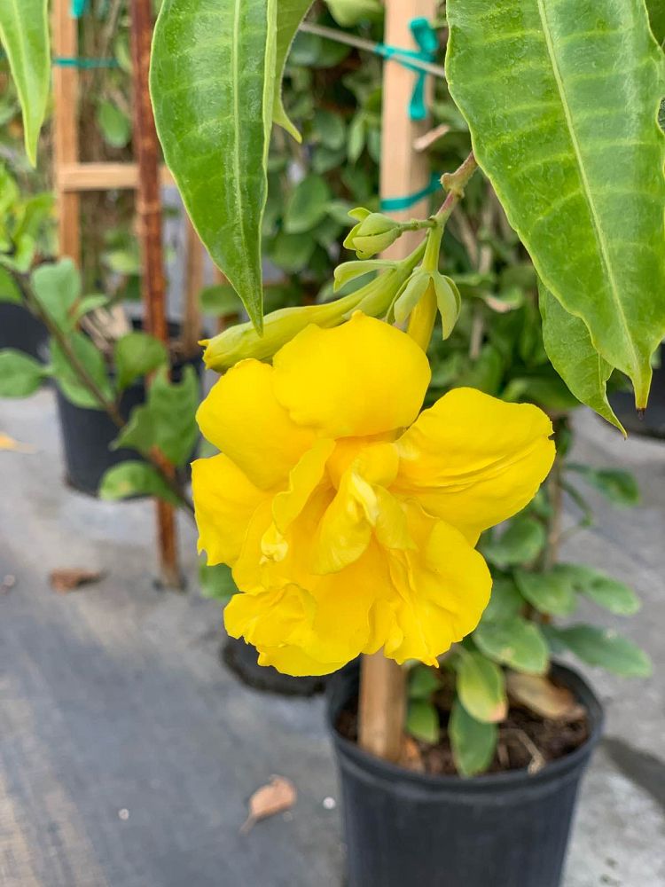 allamanda-cathartica-stansill-s-double-brown-bud-allamanda-yellow-allamanda-golden-trumpet