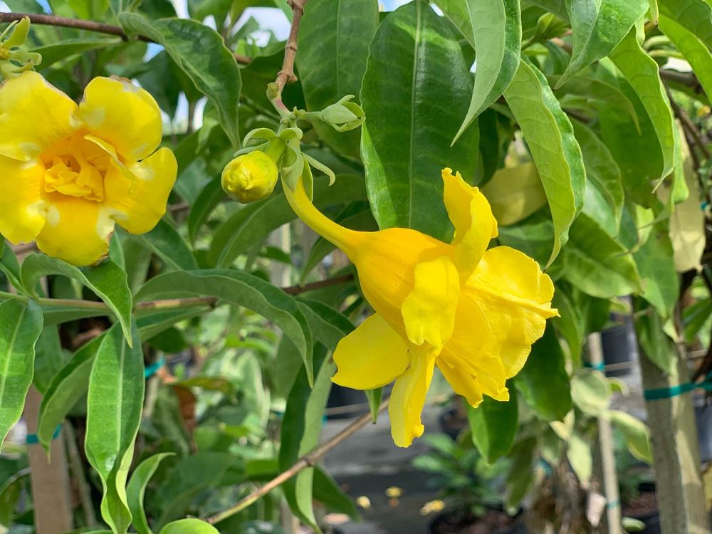 allamanda-cathartica-stansill-s-double-brown-bud-allamanda-yellow-allamanda-golden-trumpet
