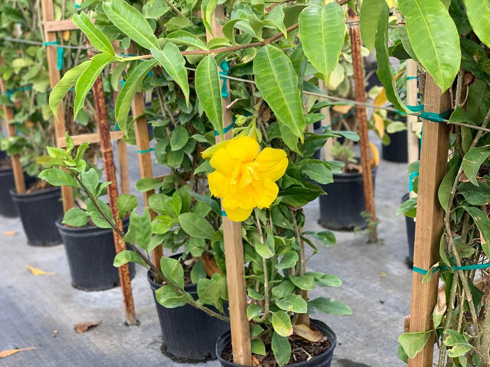 allamanda-cathartica-stansill-s-double-brown-bud-allamanda-yellow-allamanda-golden-trumpet
