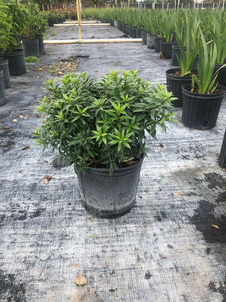 allamanda-compacta-dwarf-allamanda