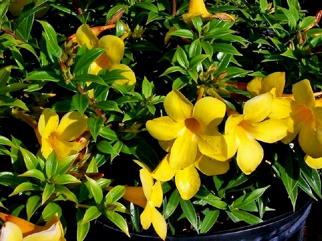 allamanda-compacta-dwarf-allamanda