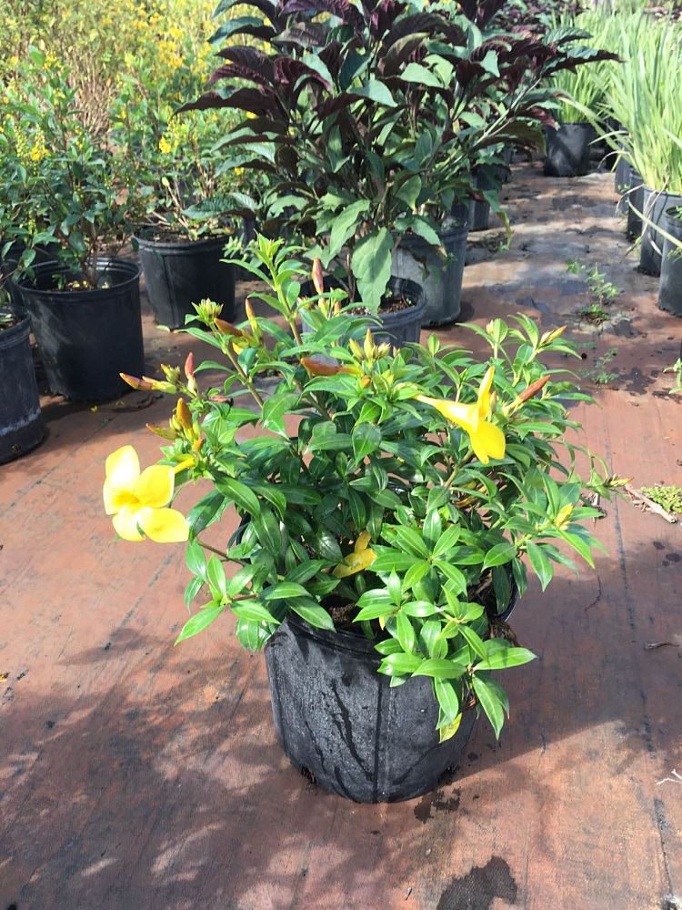 allamanda-compacta-dwarf-allamanda