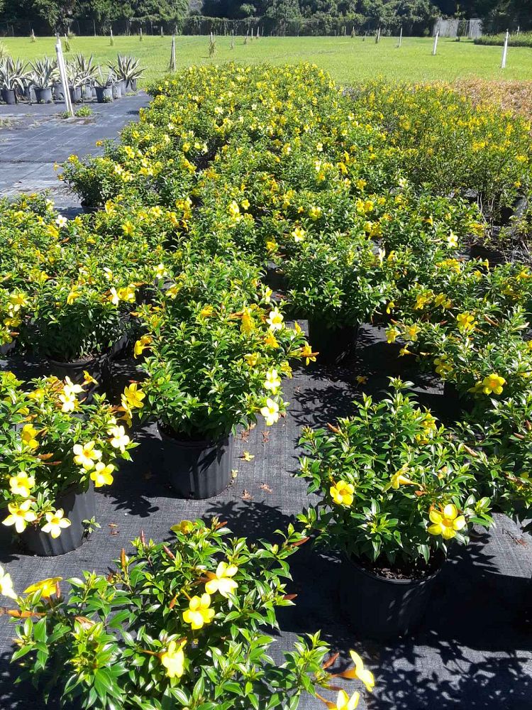 allamanda-compacta-dwarf-allamanda