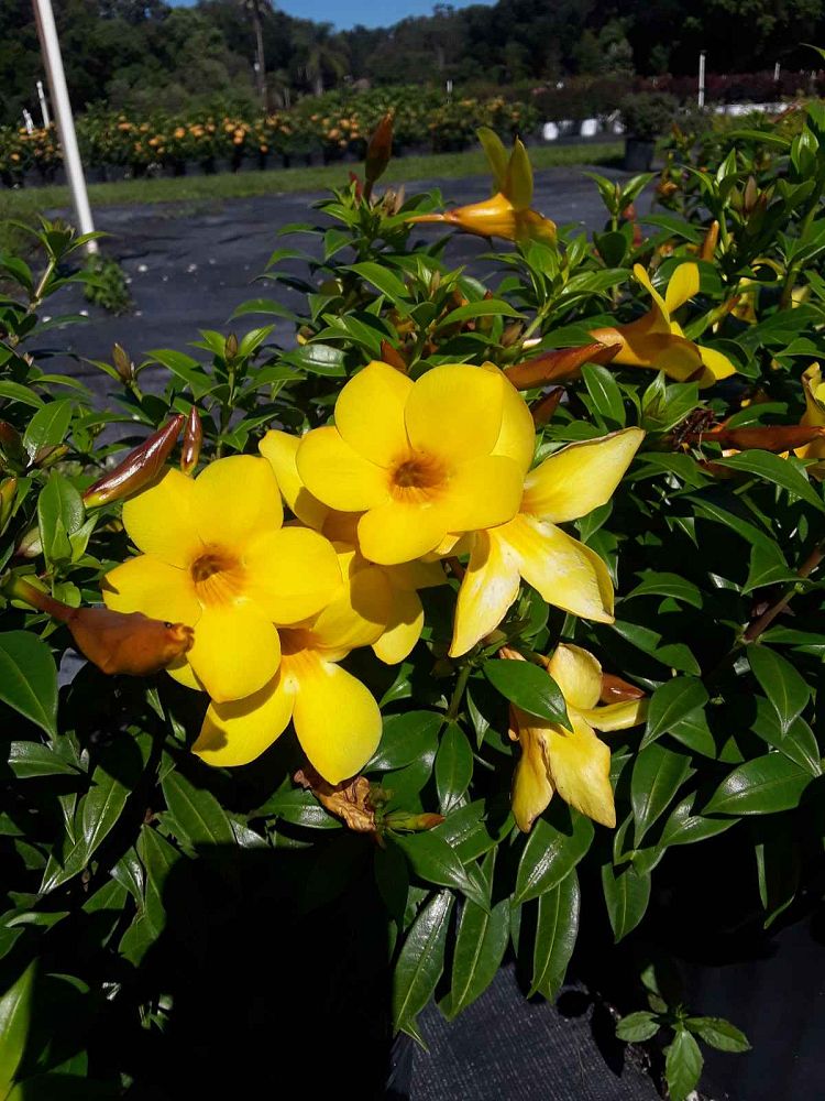 allamanda-compacta-dwarf-allamanda