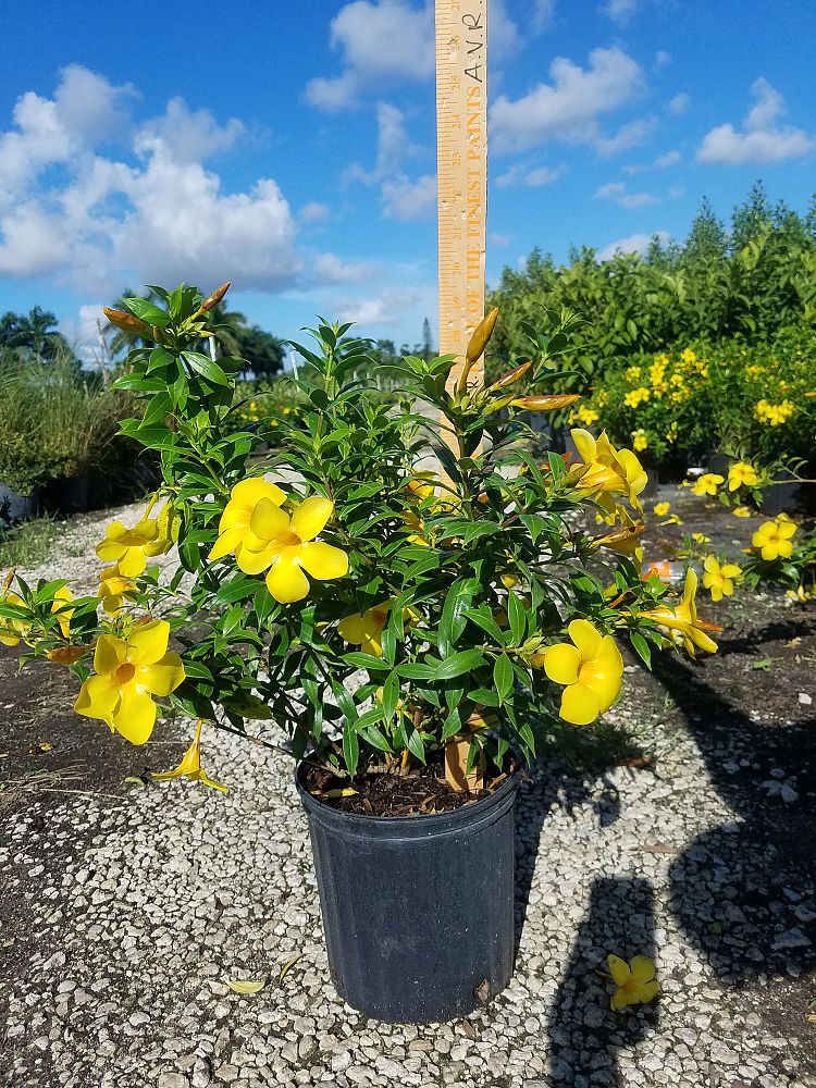 allamanda-compacta-dwarf-allamanda