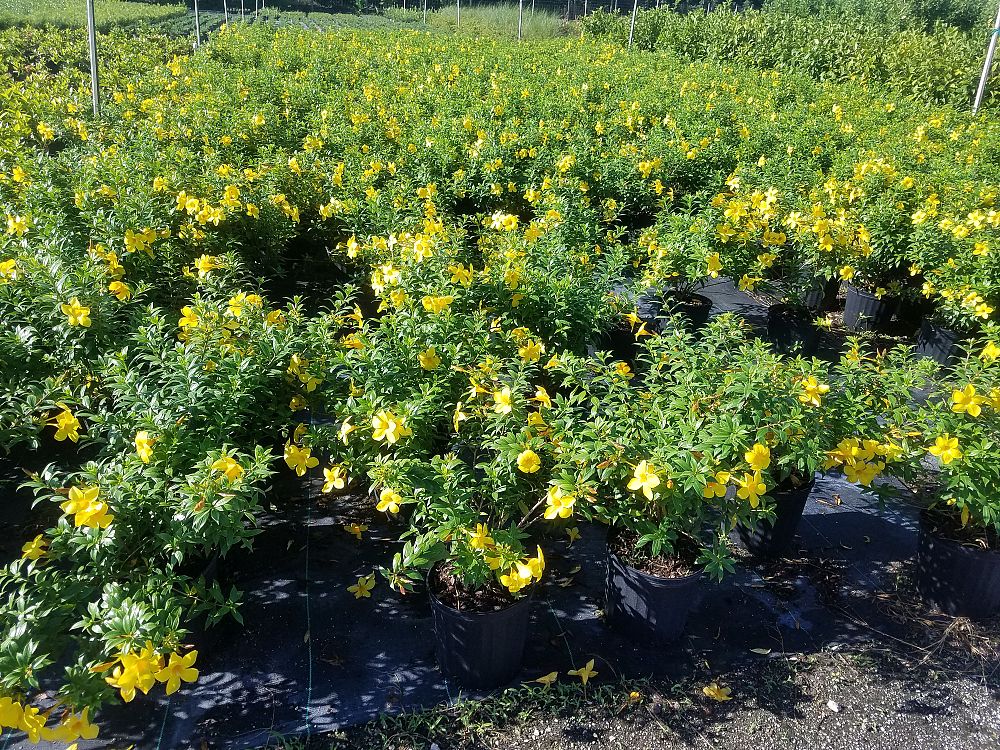 allamanda-compacta-dwarf-allamanda