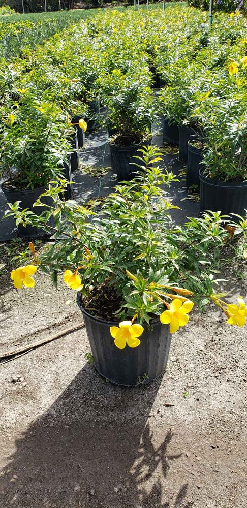 allamanda-compacta-dwarf-allamanda