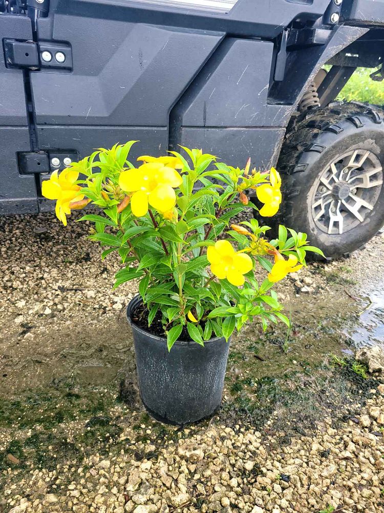 allamanda-compacta-dwarf-allamanda