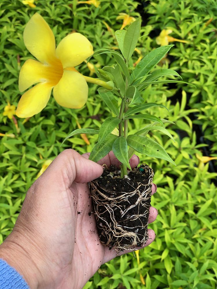 allamanda-compacta-dwarf-allamanda