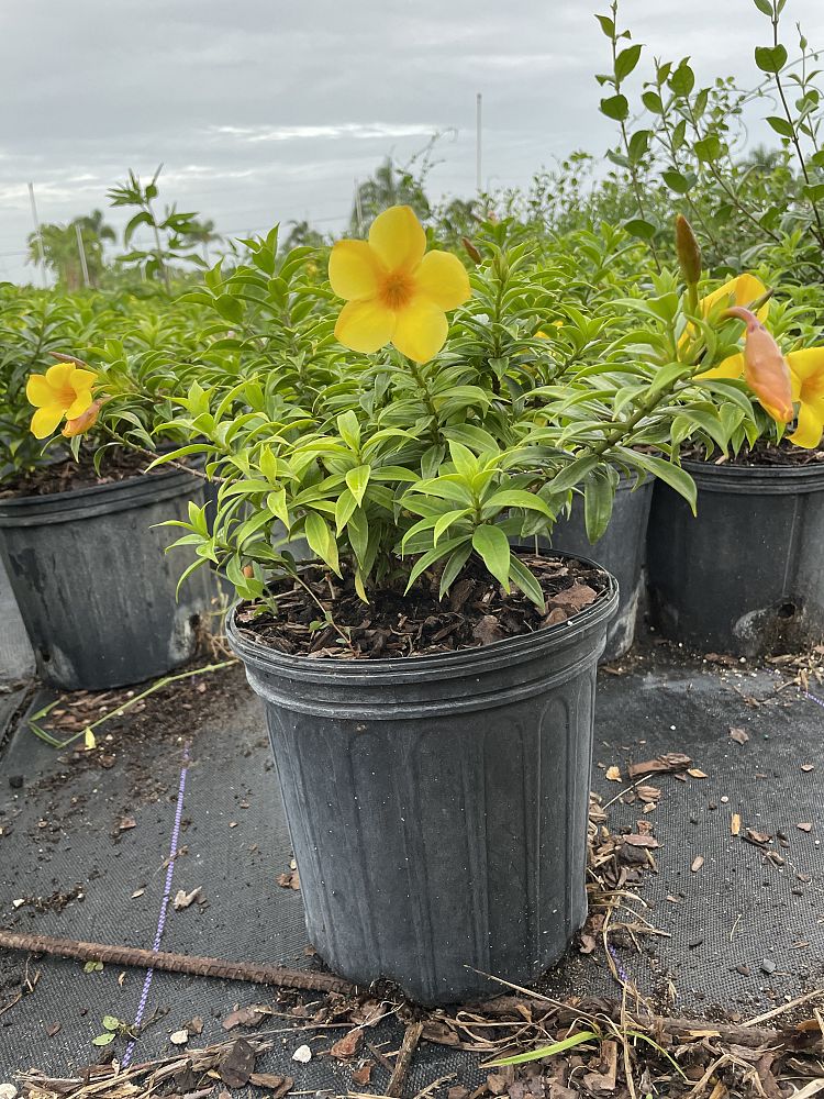 allamanda-compacta-dwarf-allamanda