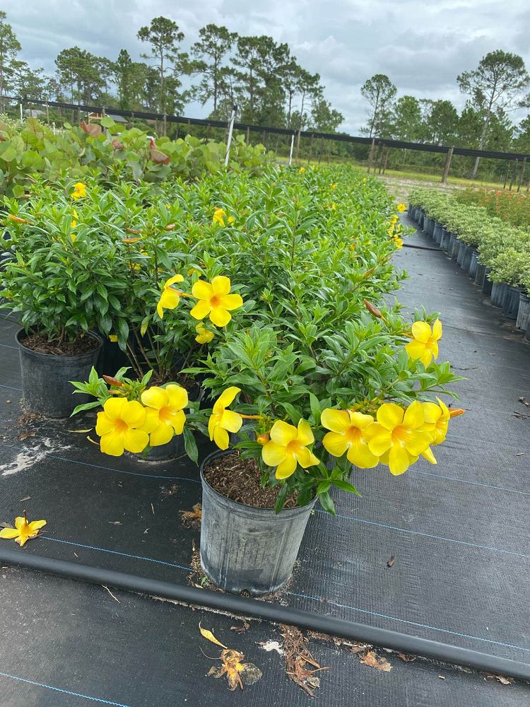 allamanda-compacta-dwarf-allamanda