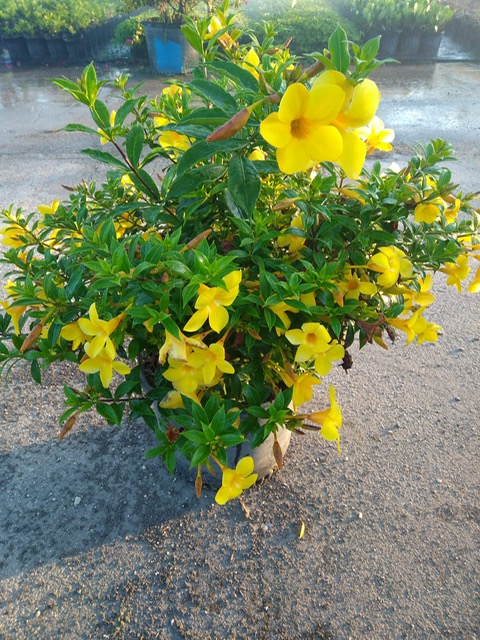 allamanda-compacta-dwarf-allamanda