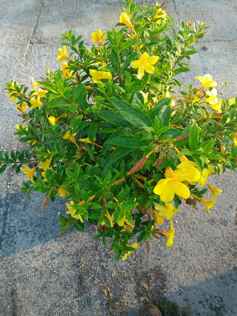 allamanda-compacta-dwarf-allamanda