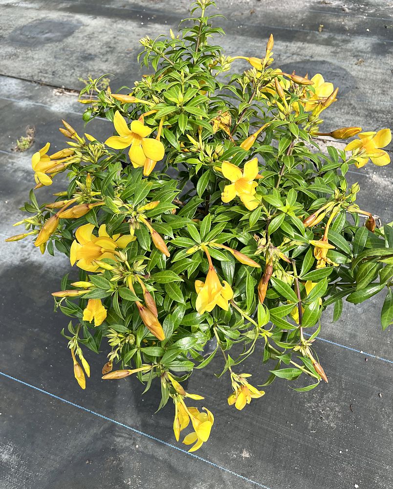 allamanda-compacta-dwarf-allamanda