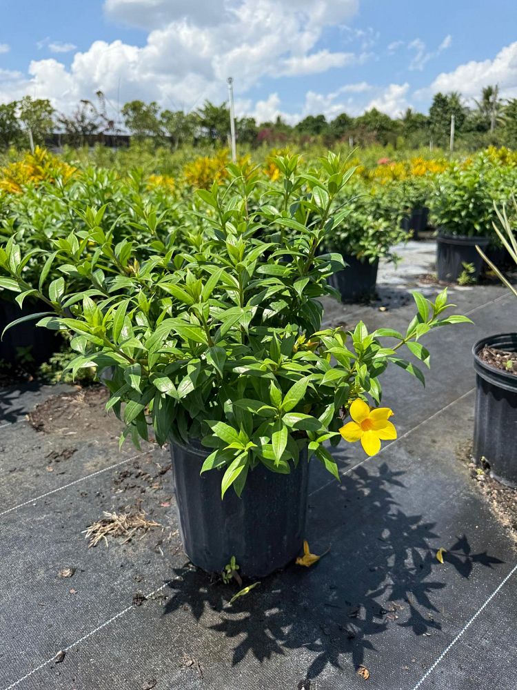 allamanda-compacta-dwarf-allamanda