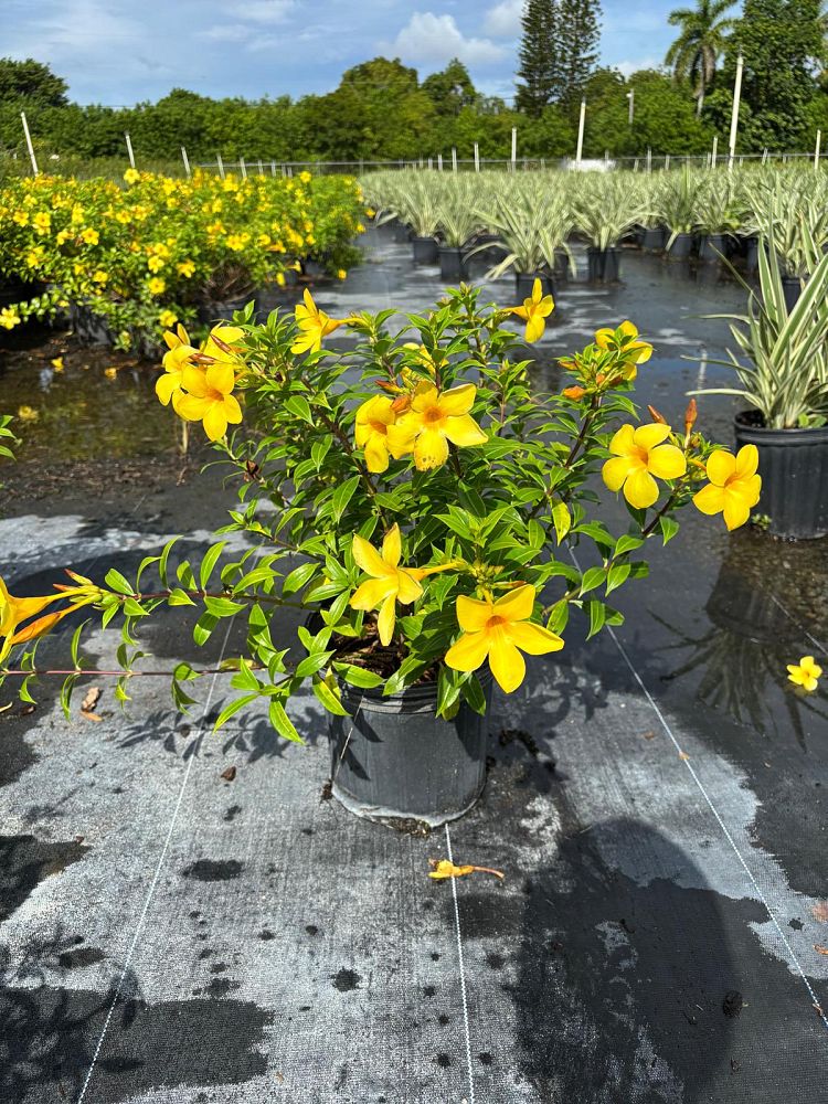 allamanda-compacta-dwarf-allamanda