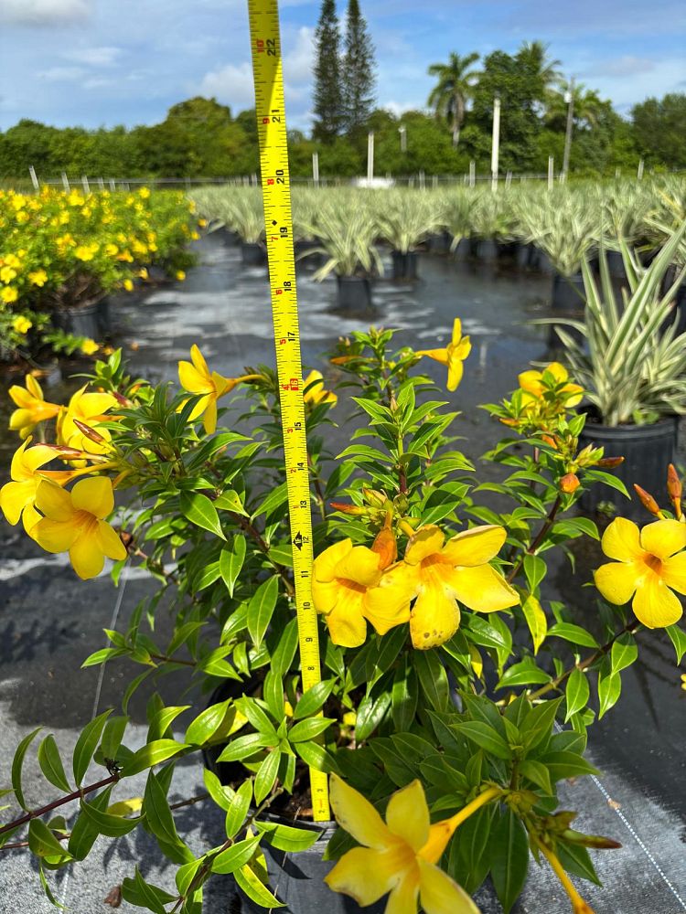 allamanda-compacta-dwarf-allamanda