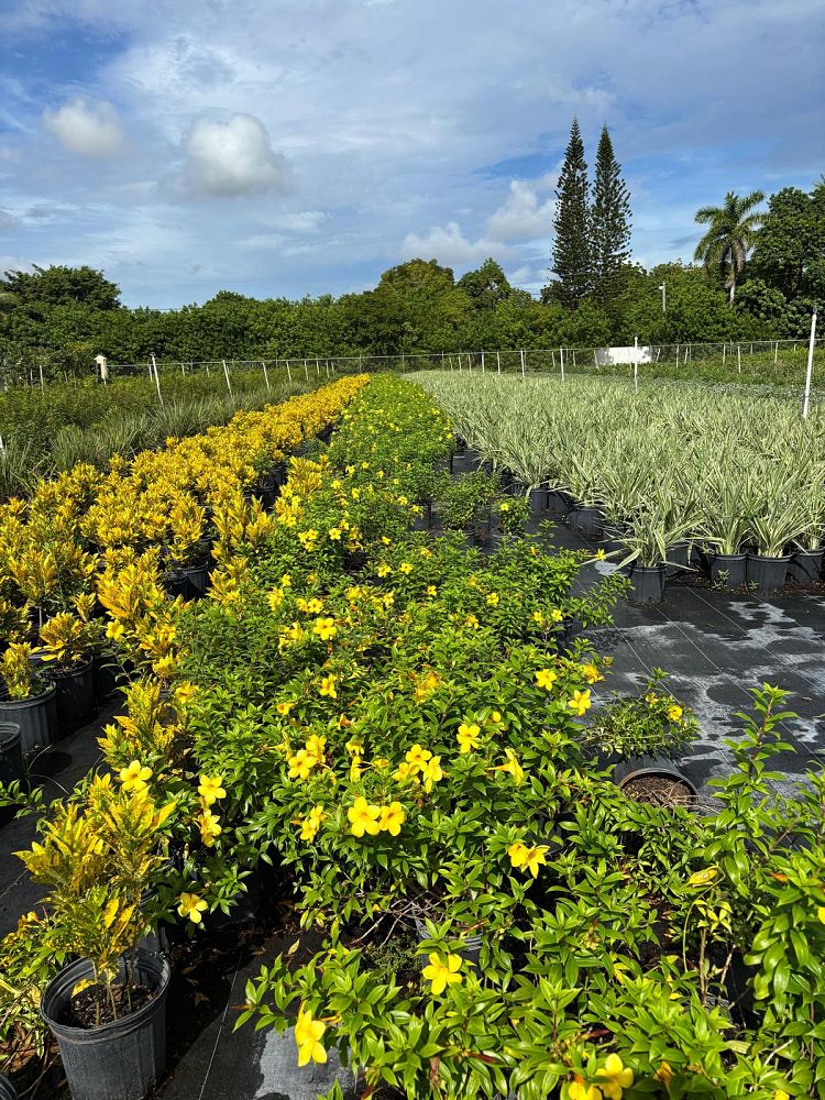 allamanda-compacta-dwarf-allamanda