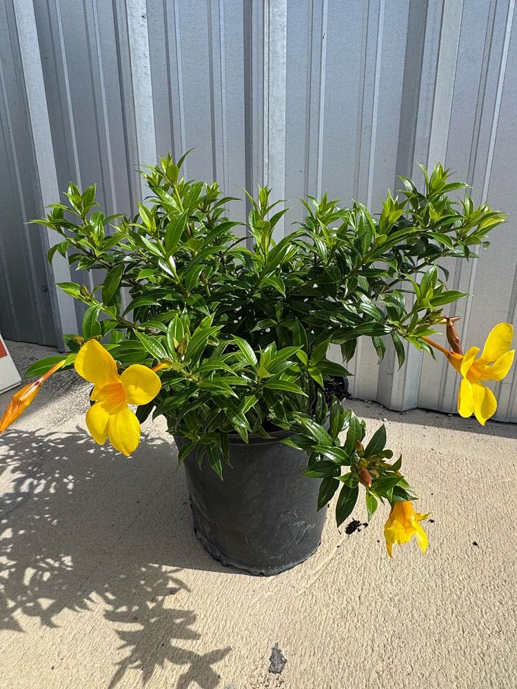 allamanda-compacta-dwarf-allamanda