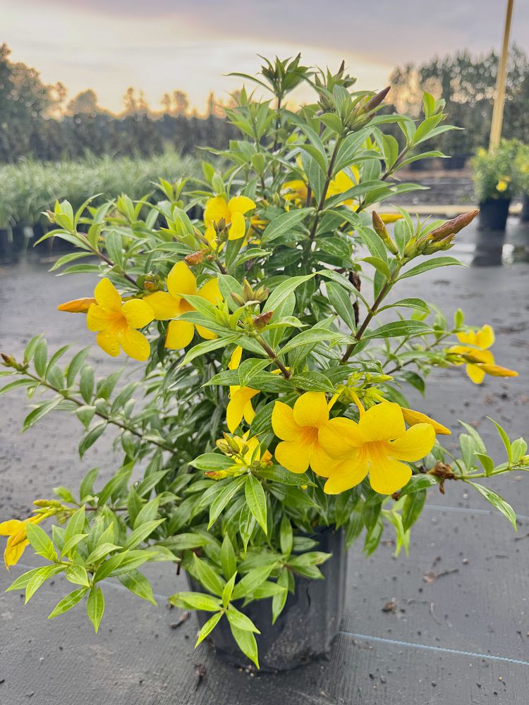 allamanda-compacta-dwarf-allamanda