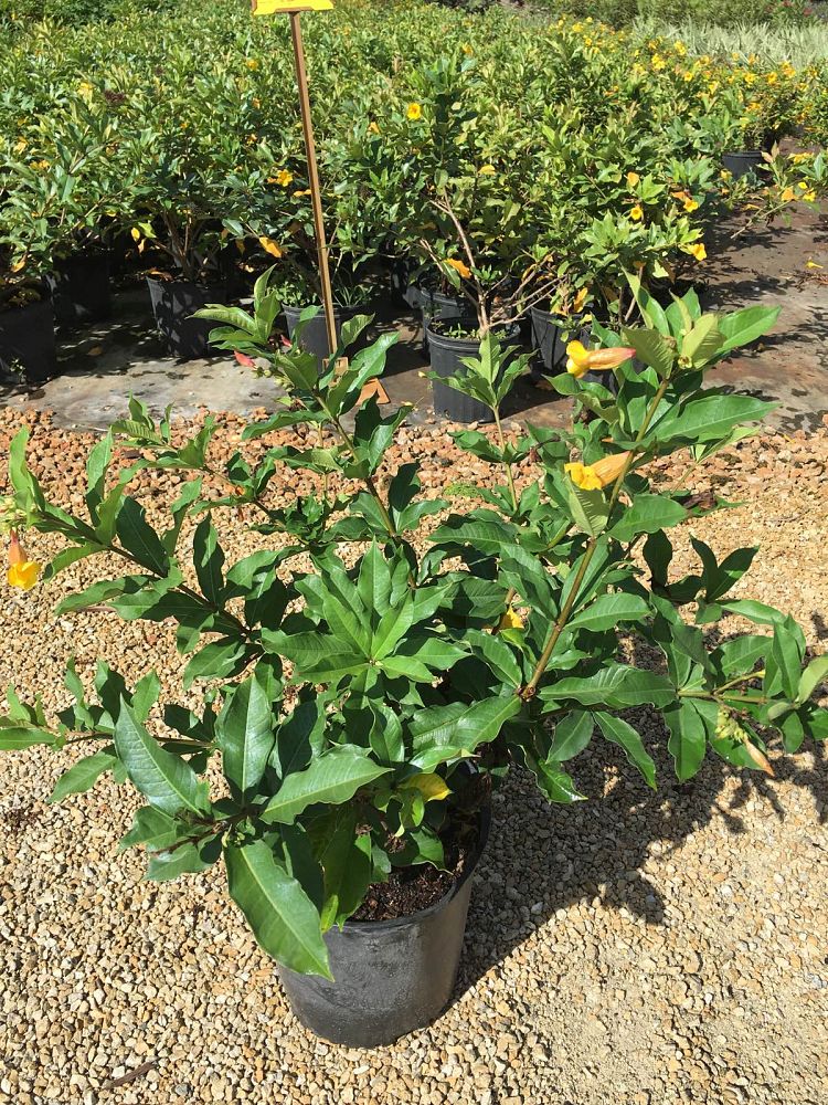 allamanda-schottii-bush-allamanda