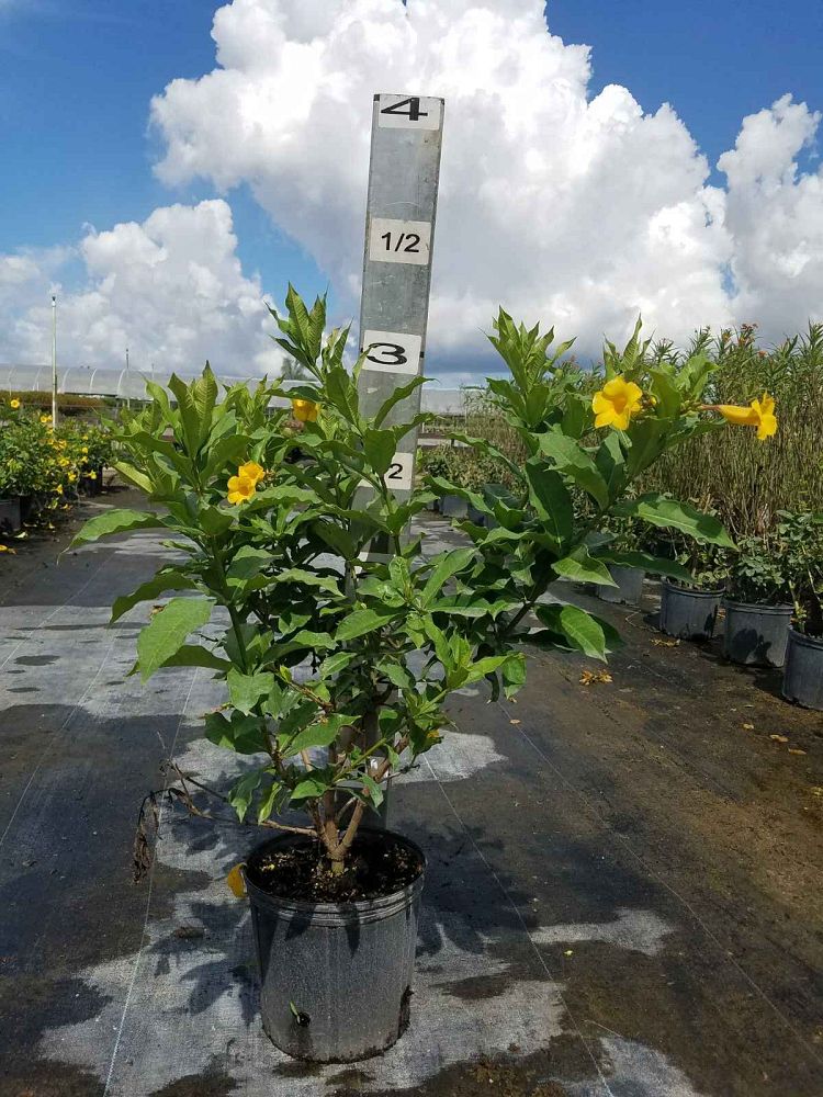 allamanda-schottii-bush-allamanda