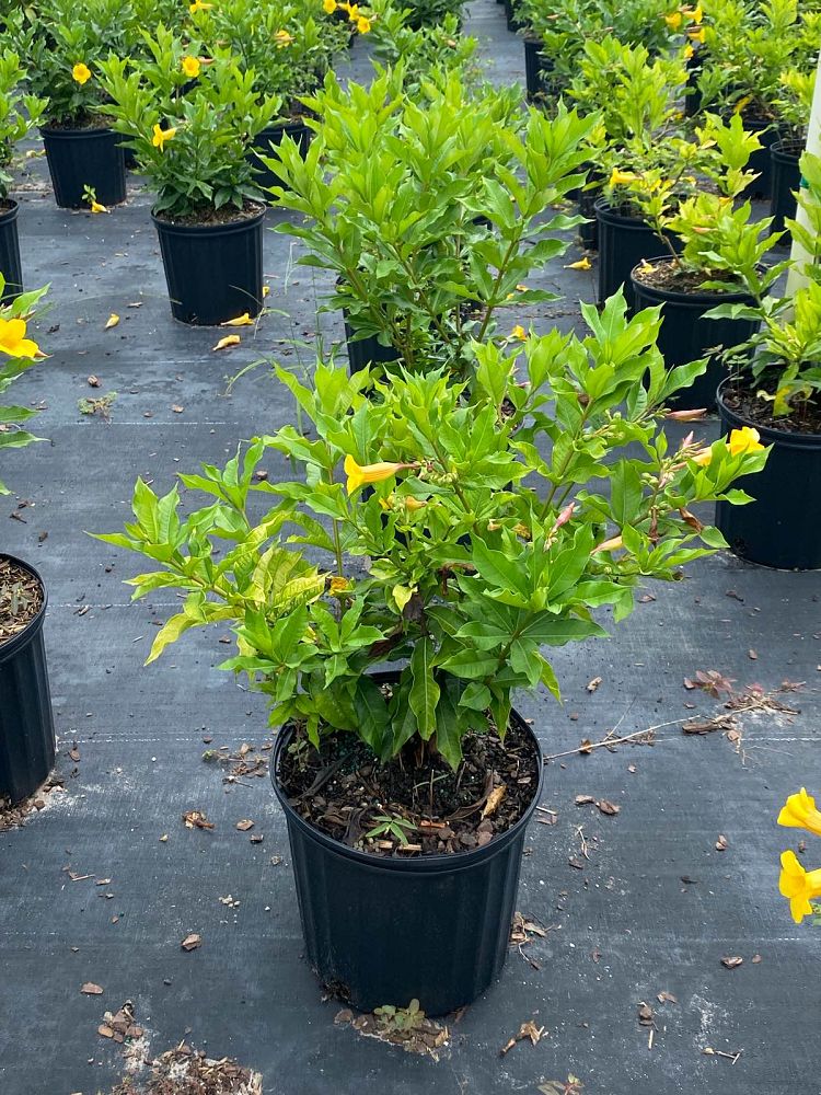 allamanda-schottii-bush-allamanda