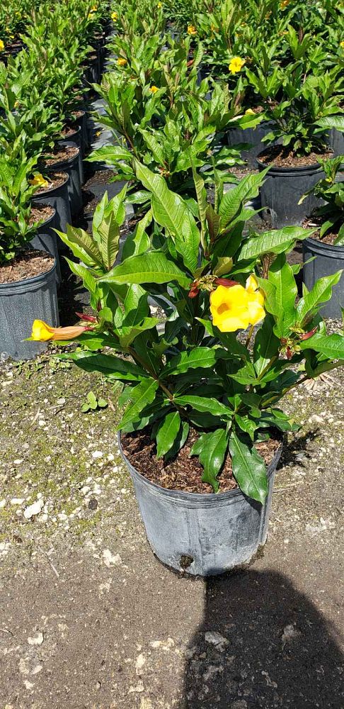 allamanda-schottii-bush-allamanda