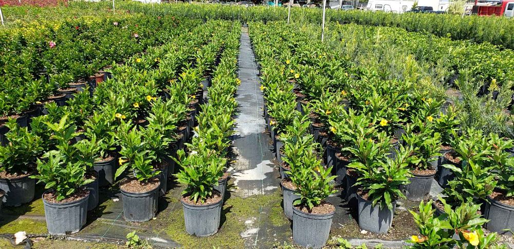 allamanda-schottii-bush-allamanda