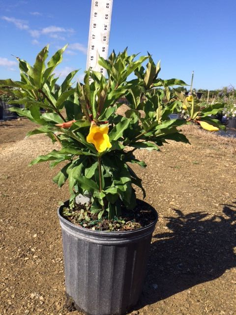 allamanda-schottii-bush-allamanda