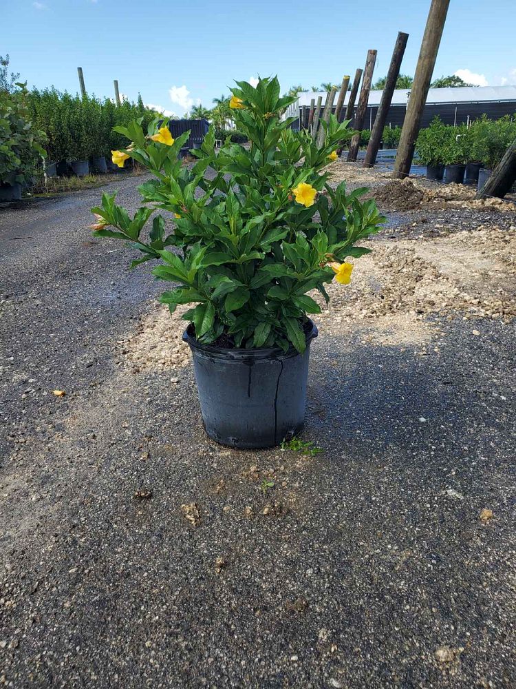 allamanda-schottii-bush-allamanda