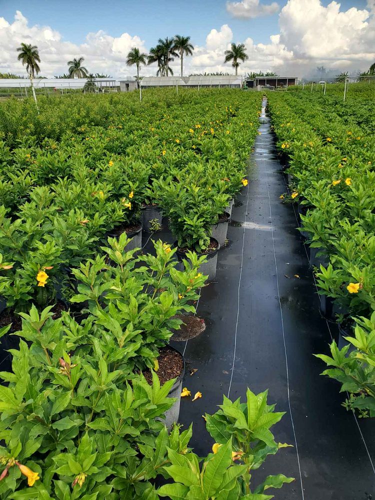 allamanda-schottii-bush-allamanda