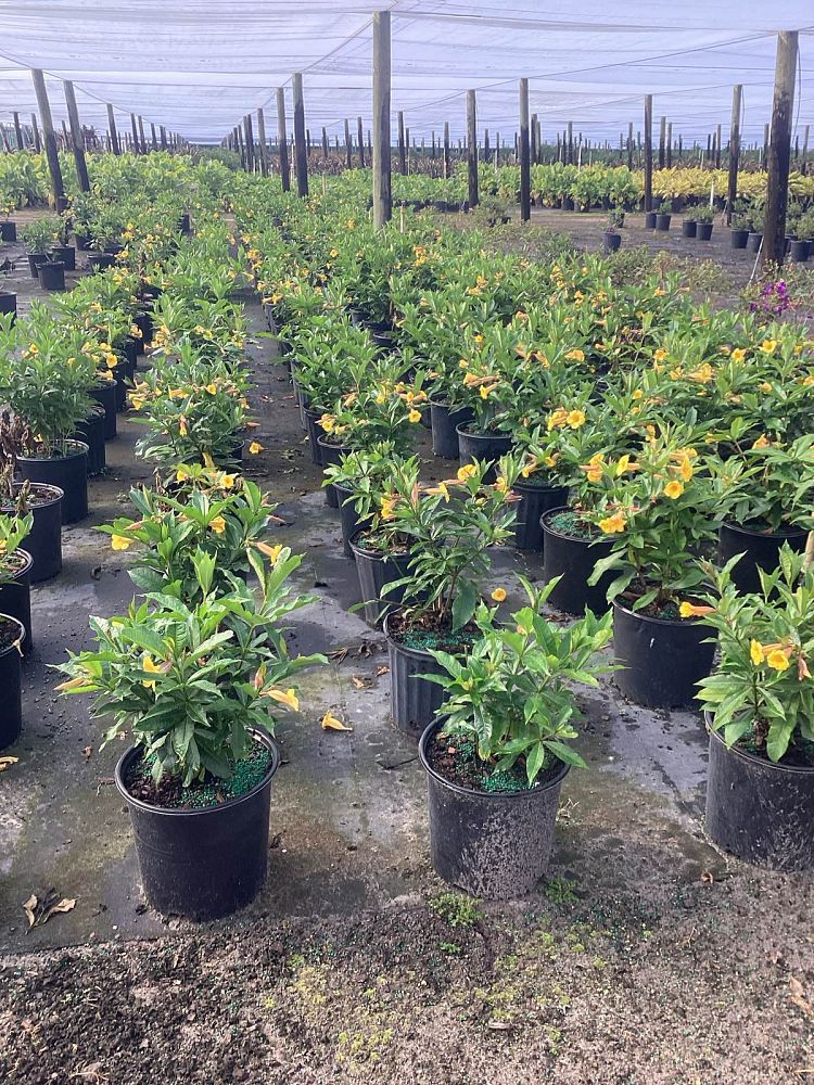allamanda-schottii-bush-allamanda