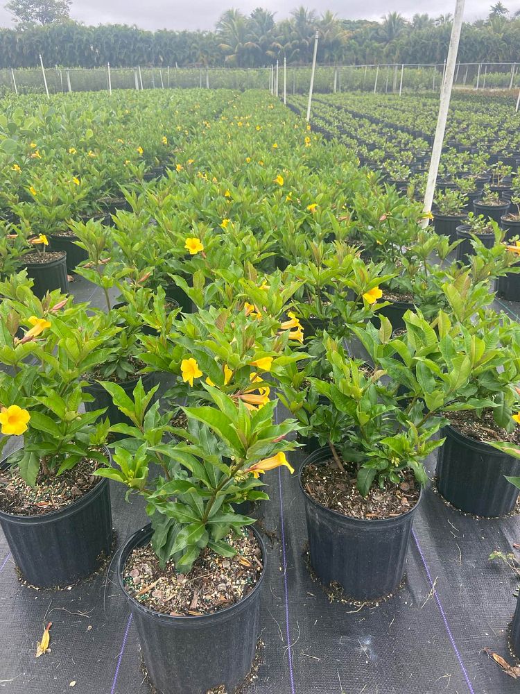allamanda-schottii-bush-allamanda