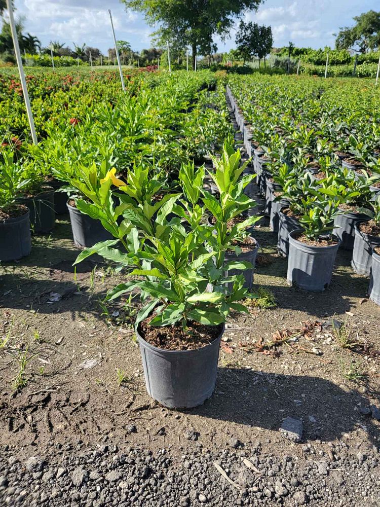allamanda-schottii-bush-allamanda