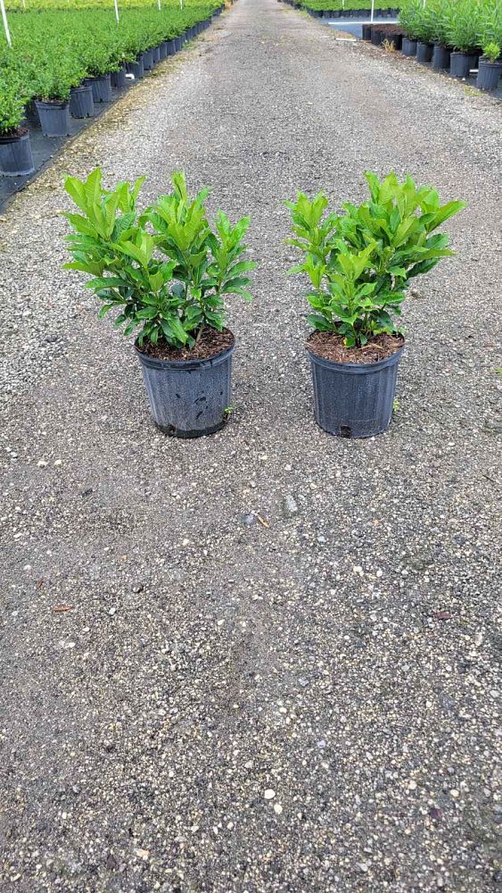allamanda-schottii-bush-allamanda