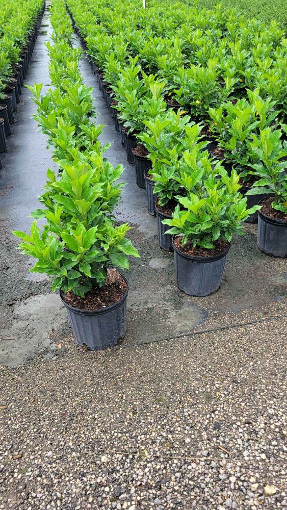 allamanda-schottii-bush-allamanda