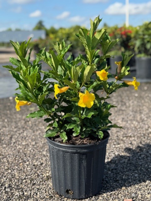 allamanda-schottii-bush-allamanda