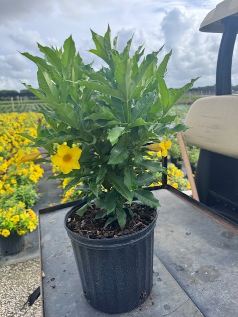allamanda-schottii-bush-allamanda