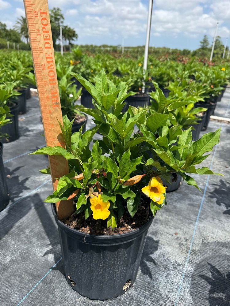allamanda-schottii-bush-allamanda