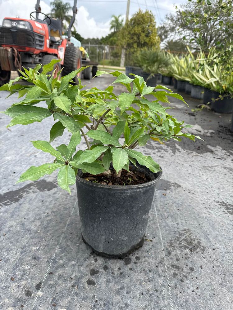 allamanda-schottii-bush-allamanda