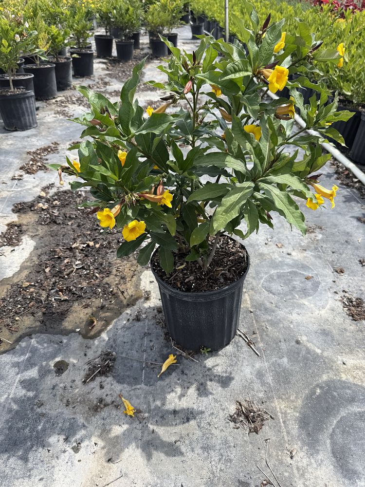 allamanda-schottii-bush-allamanda