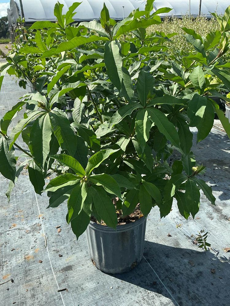 allamanda-schottii-bush-allamanda