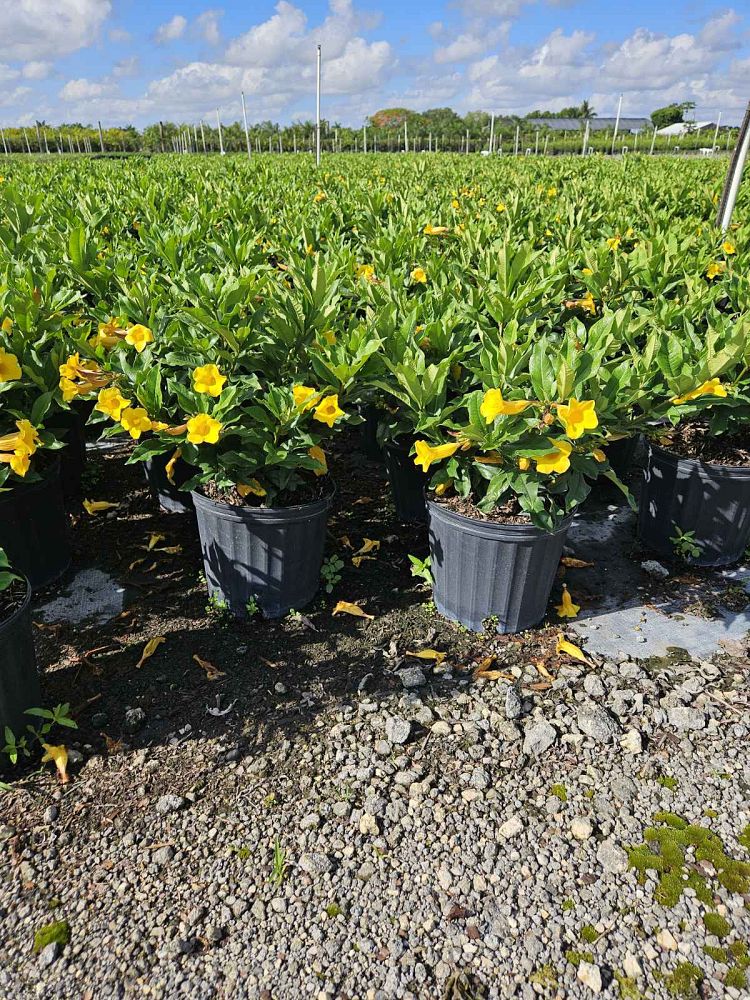 allamanda-schottii-bush-allamanda